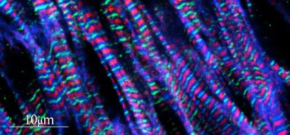 Muscle Biology Section_Image 3